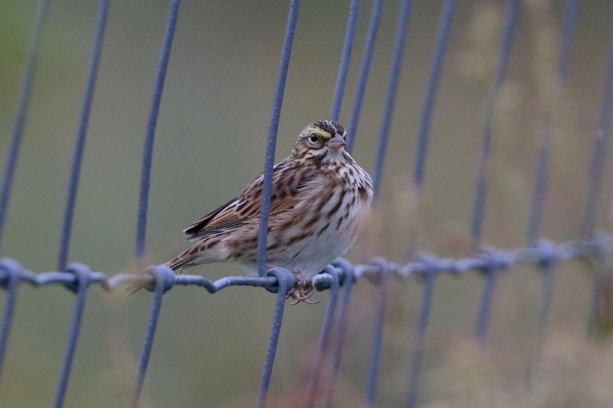 Savannah Sparrow (Savannah) - Nick Schleissmann