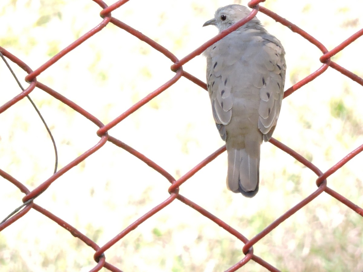 Common Ground Dove - ML506960531