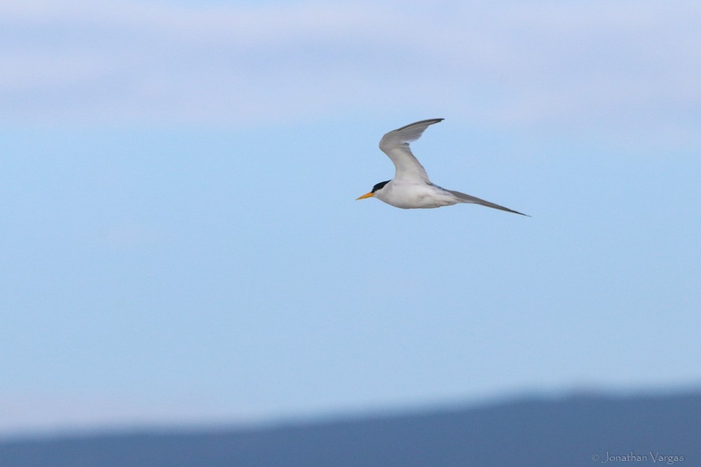 Least Tern - ML506960861