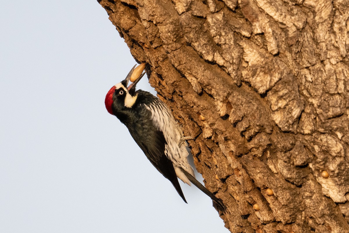 Acorn Woodpecker - Steve Pearl
