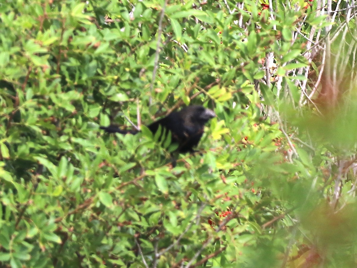 Smooth-billed Ani - ML506961631