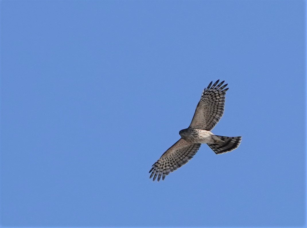 Sharp-shinned Hawk - ML506961891