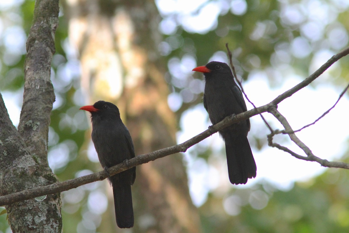 Black-fronted Nunbird - Craig Swolgaard