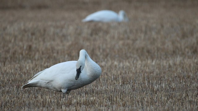 Trumpeter Swan - ML506962251