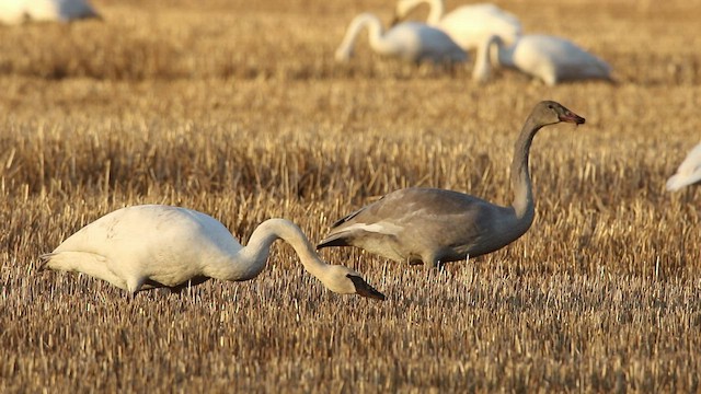 Cygne trompette - ML506962261