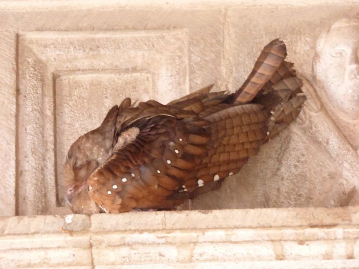 Oilbird - ML506962581