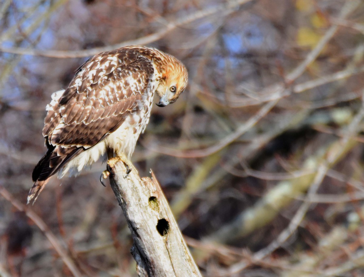 Red-tailed Hawk - ML506962671