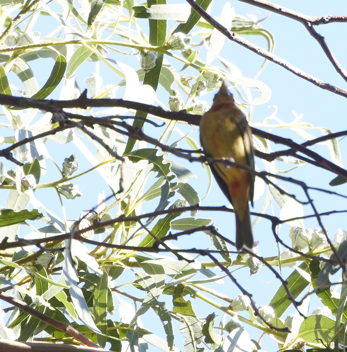 Summer Tanager - Chris Johnson