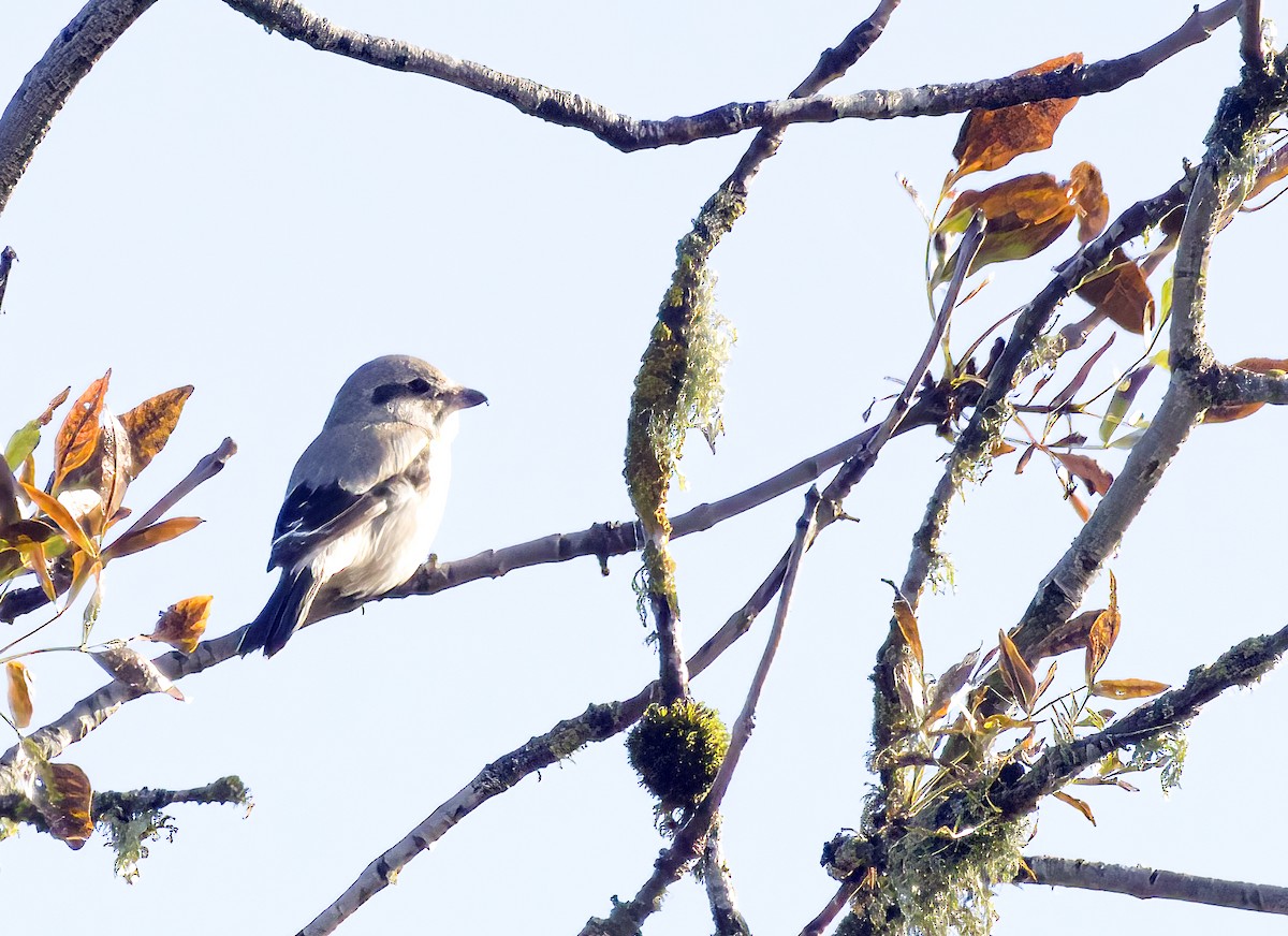 Alcaudón Boreal - ML506963211