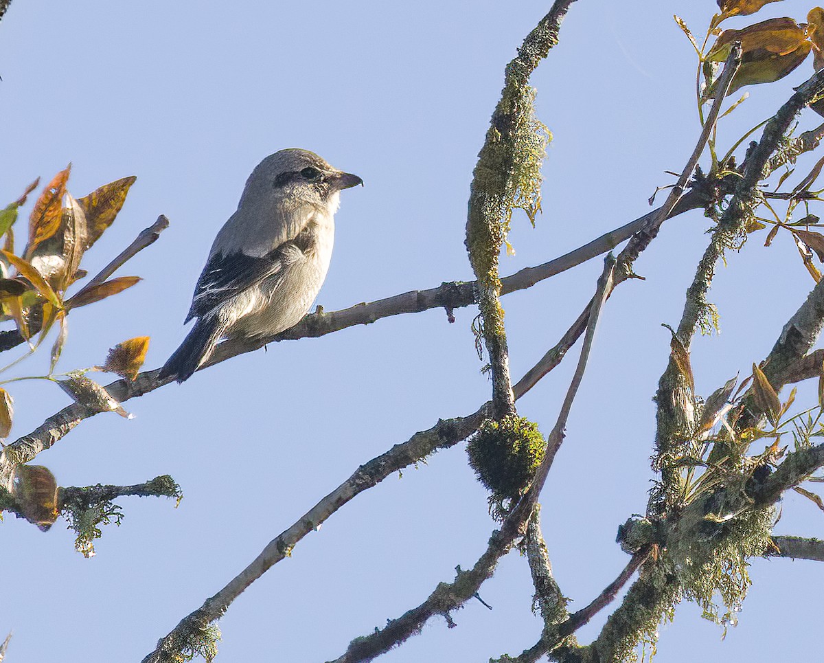 Northern Shrike - Gregory Johnson