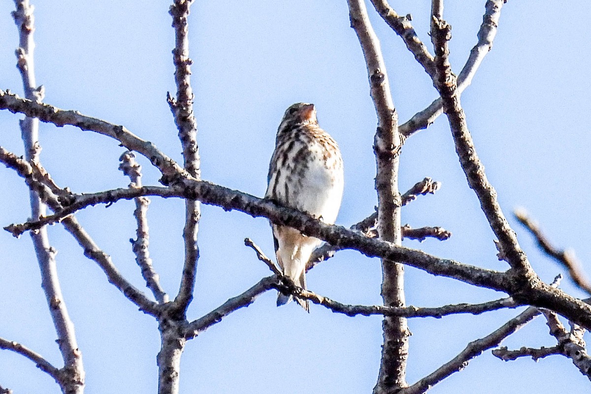 Purple Finch - ML506963731