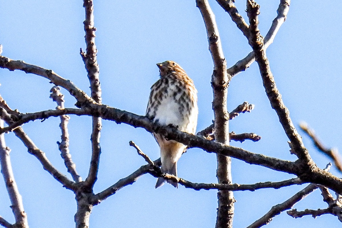 Purple Finch - ML506963771