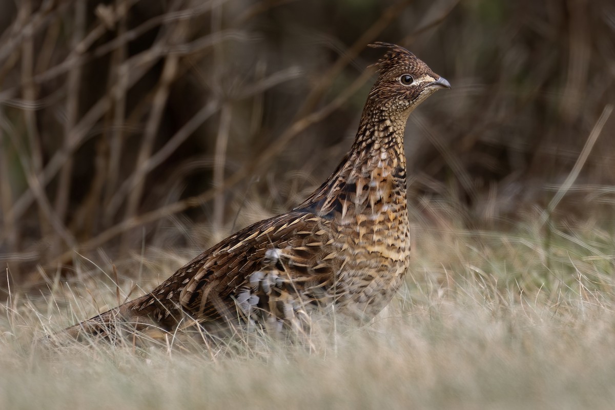 Ruffed Grouse - ML506963811