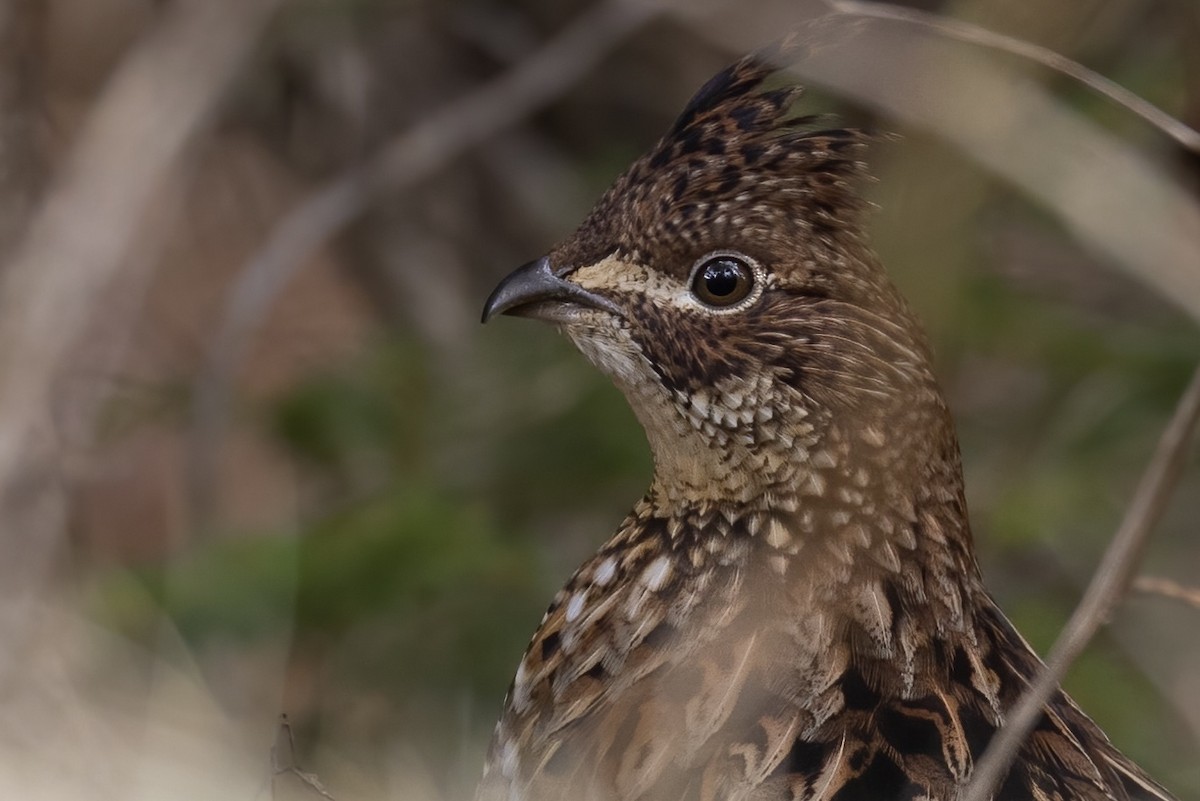 Ruffed Grouse - Matt Felperin