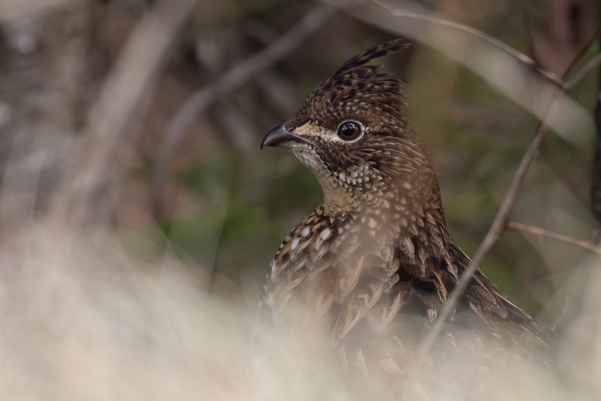 Ruffed Grouse - Matt Felperin