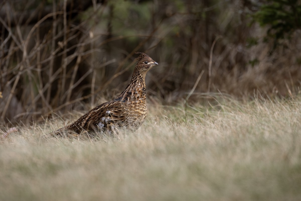 Ruffed Grouse - Matt Felperin