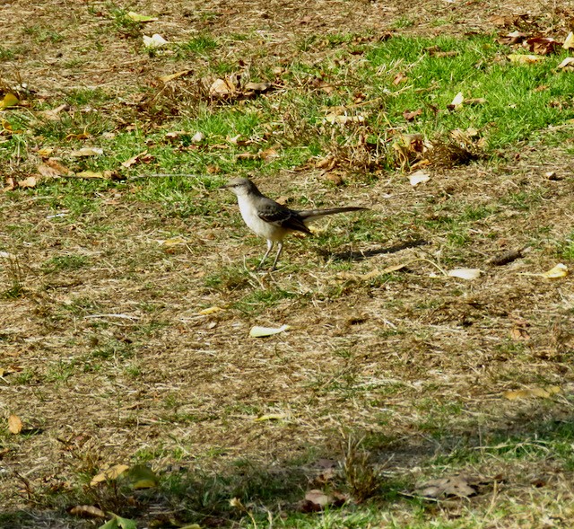 Northern Mockingbird - ML506964291