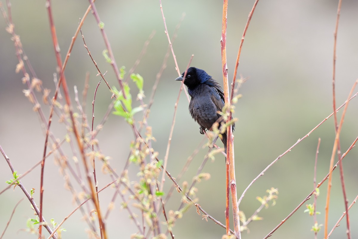 Shiny Cowbird - ML506965051