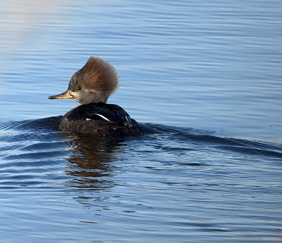 Hooded Merganser - ML506966141