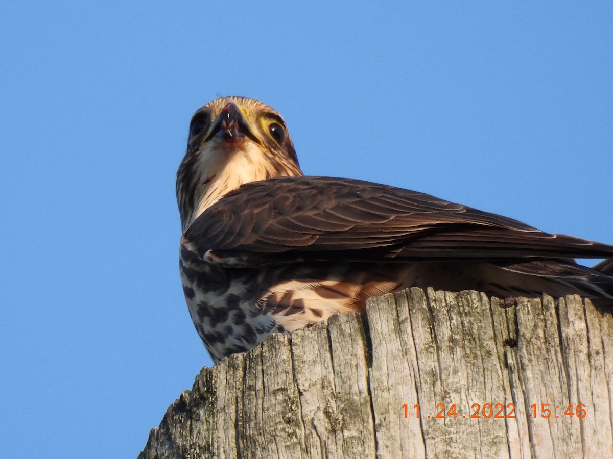 dvergfalk (columbarius) - ML506966531