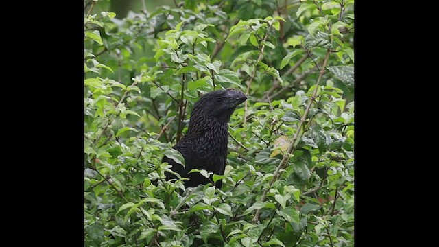 Smooth-billed Ani - ML506968721