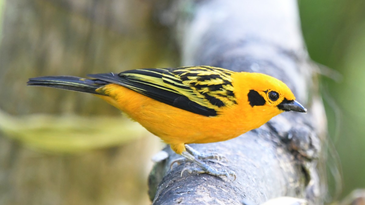 Golden Tanager - ML506969491