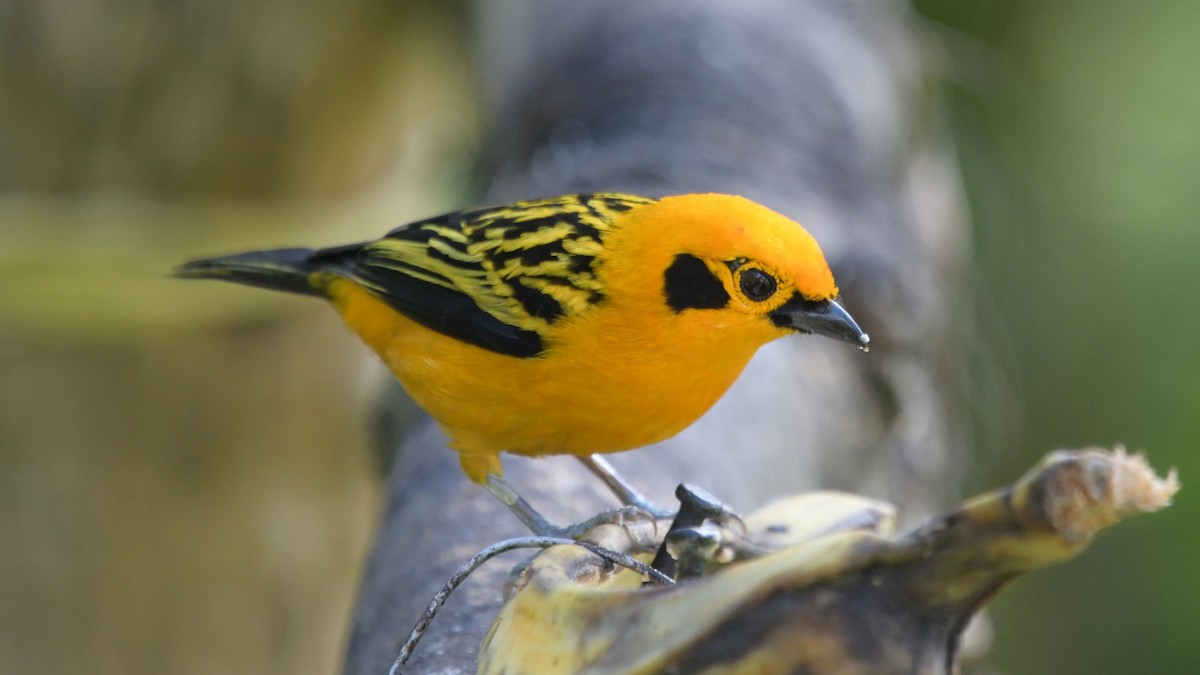 Golden Tanager - ML506969501