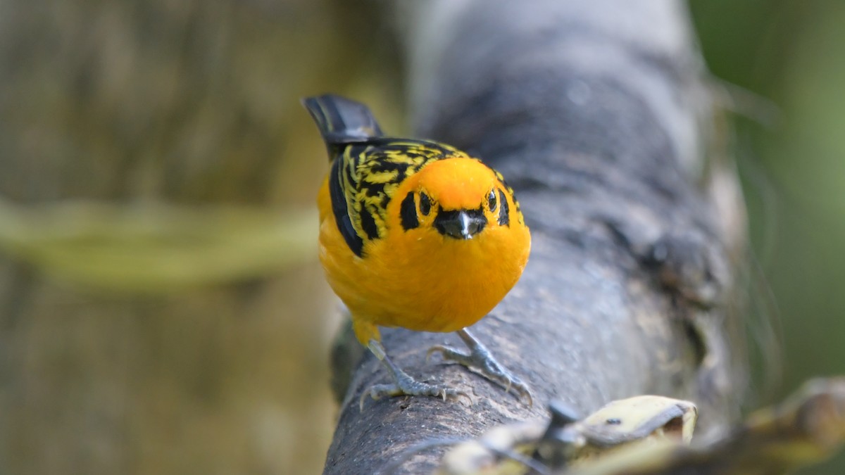 Golden Tanager - ML506969511