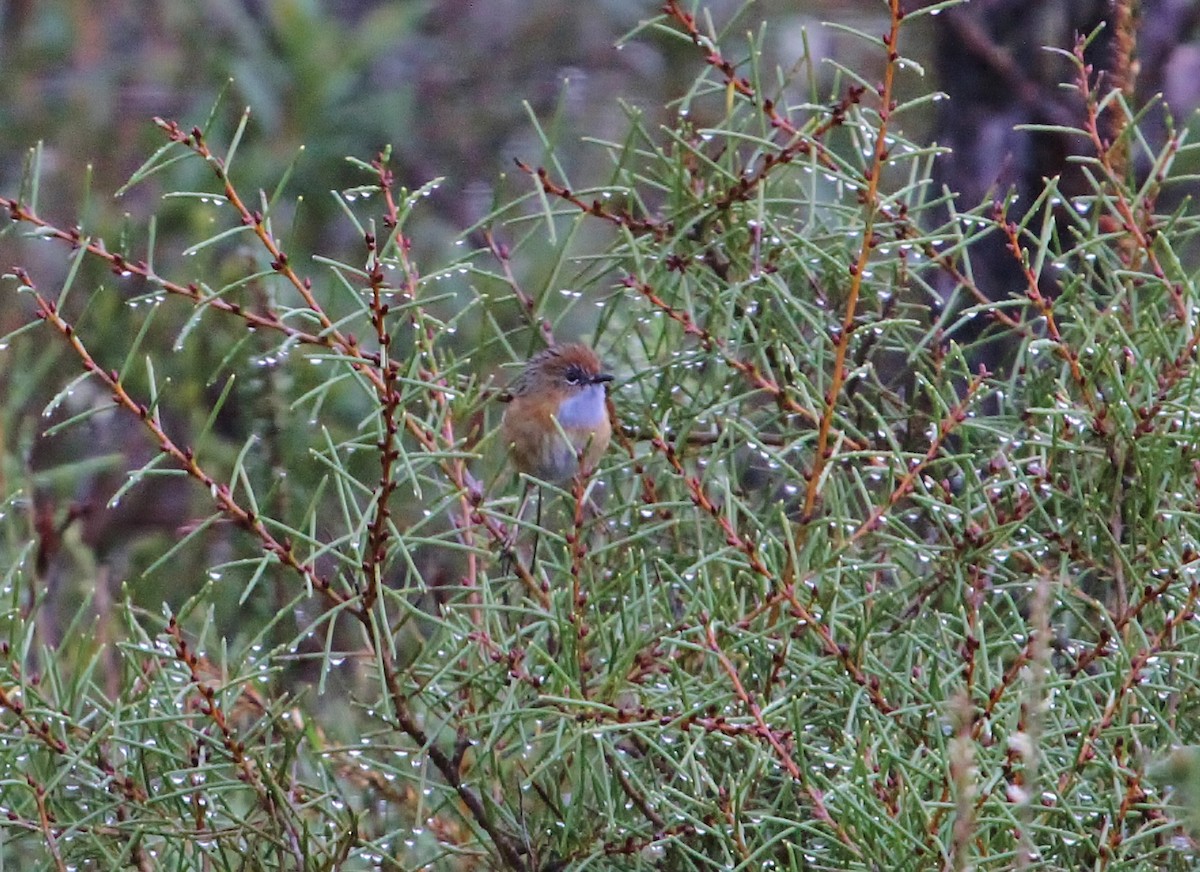 Southern Emuwren - ML506970251