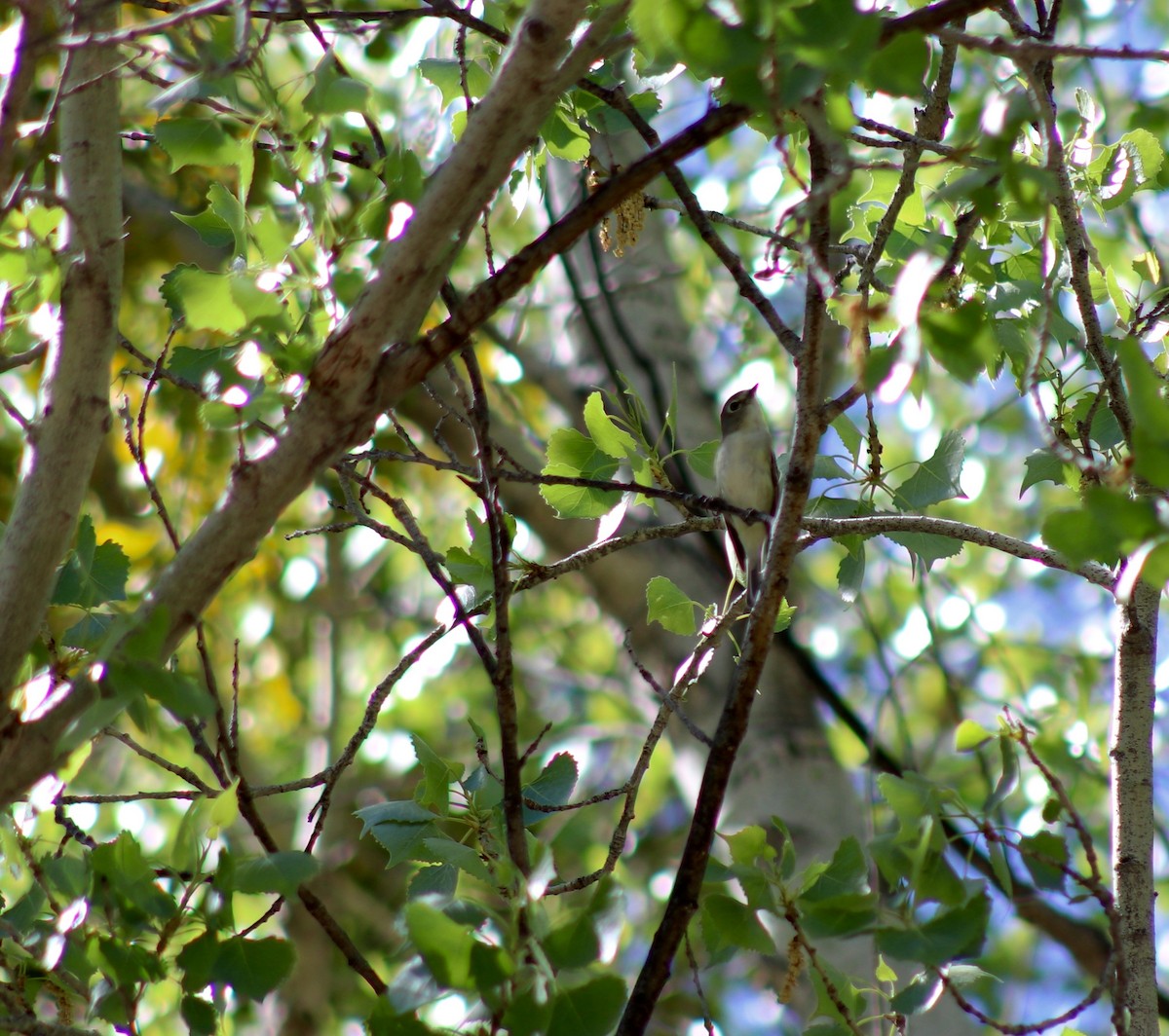 Plumbeous Vireo - ML50697031