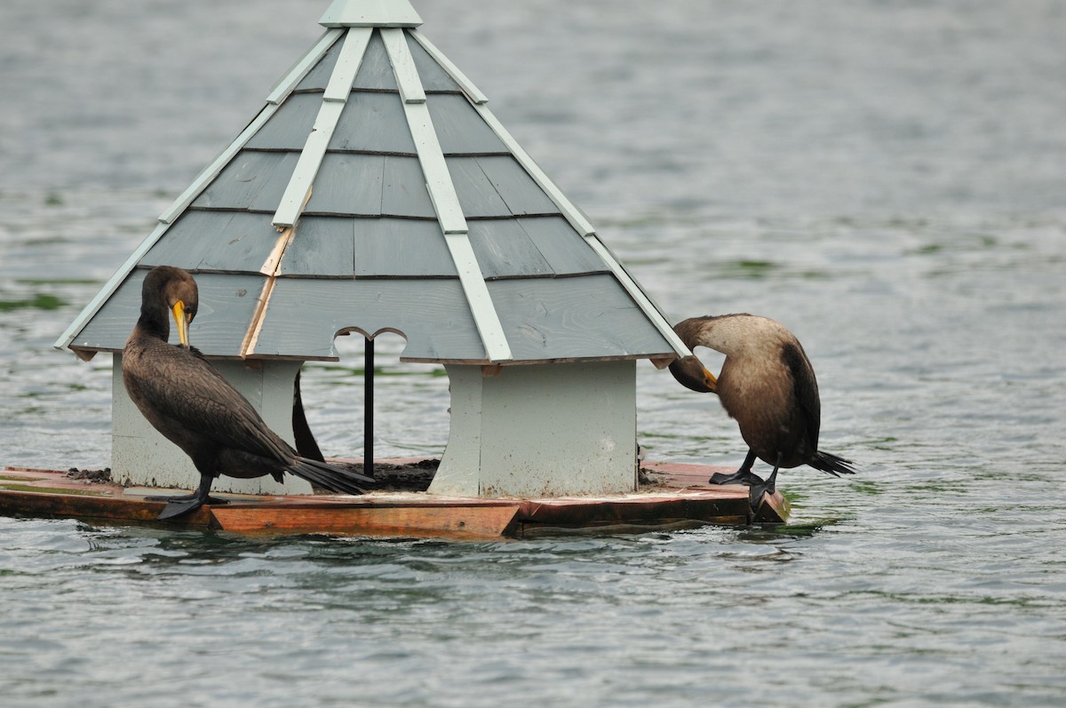 Double-crested Cormorant - ML506970521