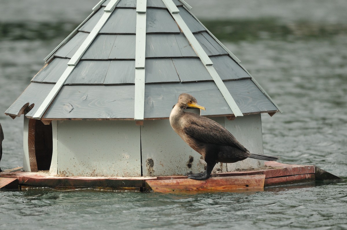 Double-crested Cormorant - ML506970541