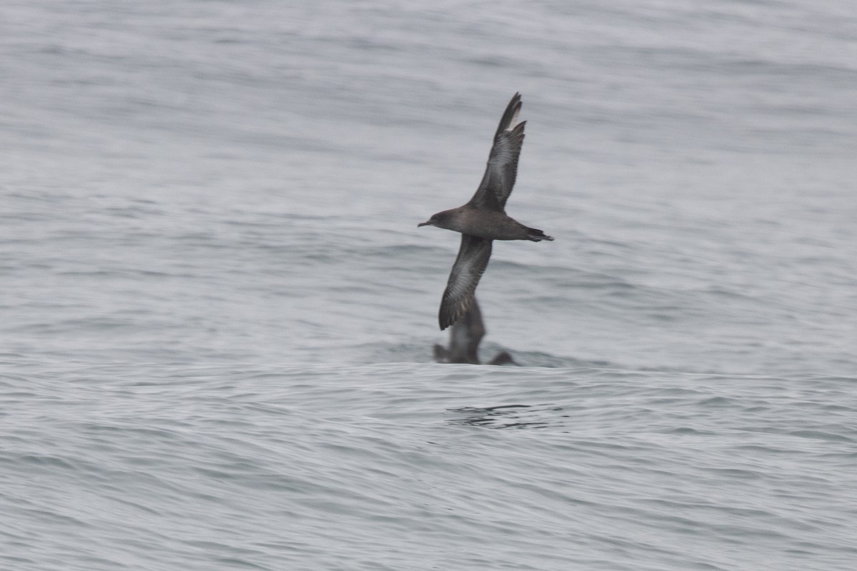 Sooty Shearwater - ML506974721