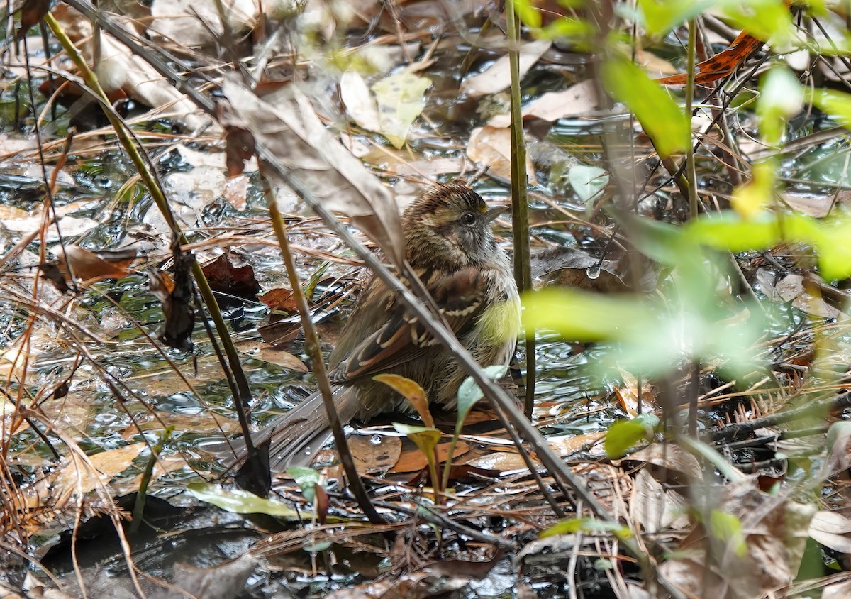 White-throated Sparrow - ML506975641