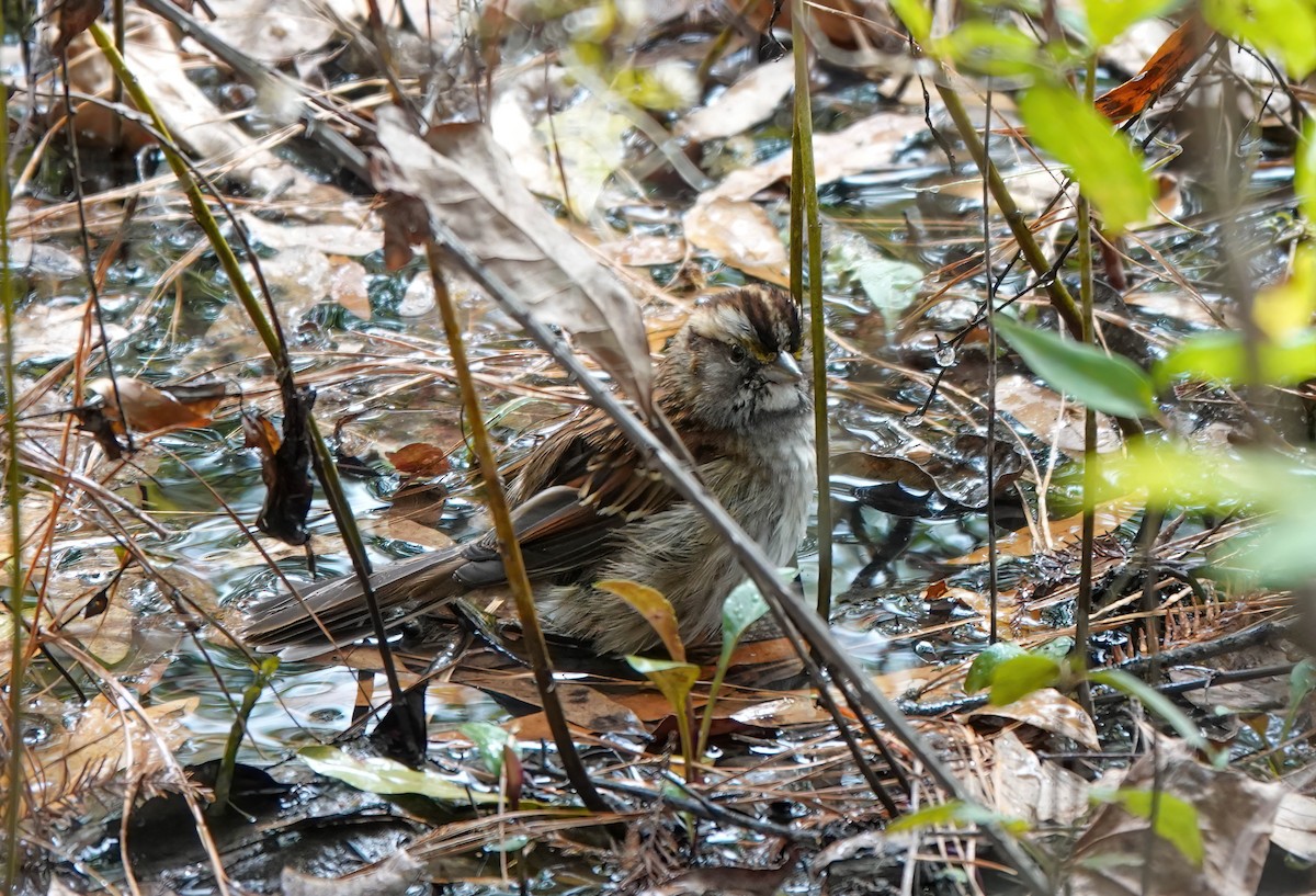 White-throated Sparrow - ML506975701