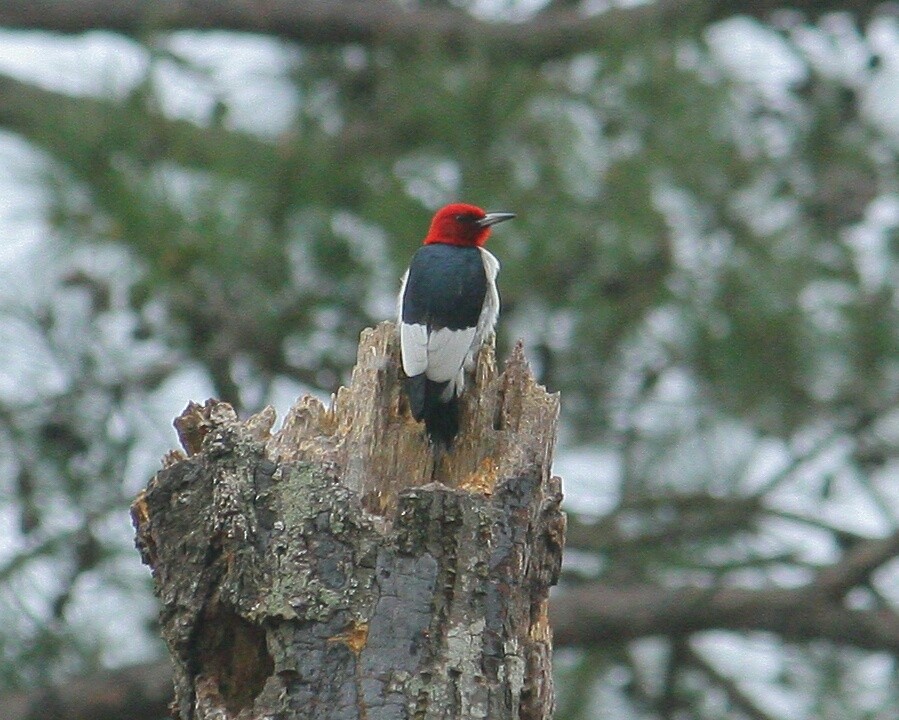 Red-headed Woodpecker - Mike Weber