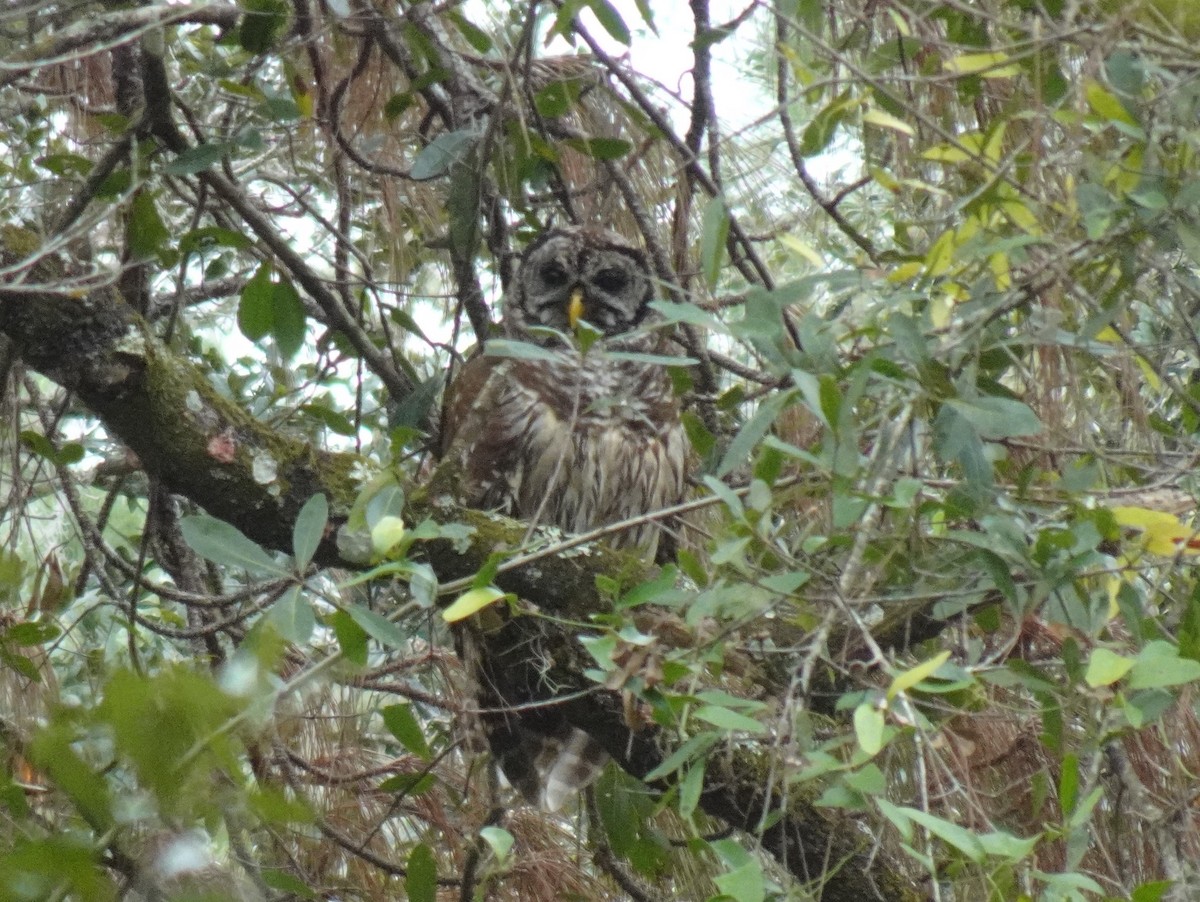 Barred Owl - ML506977141