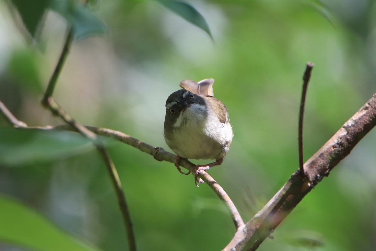 White-browed Scrubwren - ML506977511