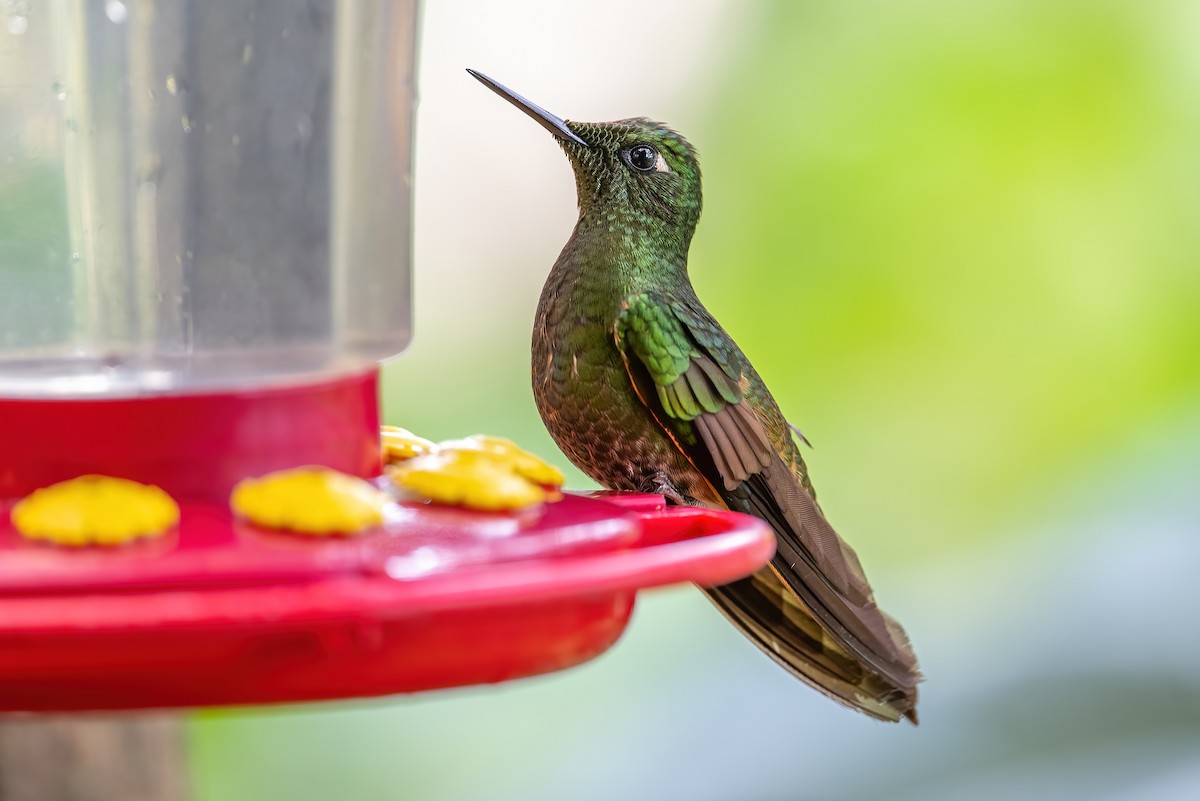 Buff-tailed Coronet - ML506977641