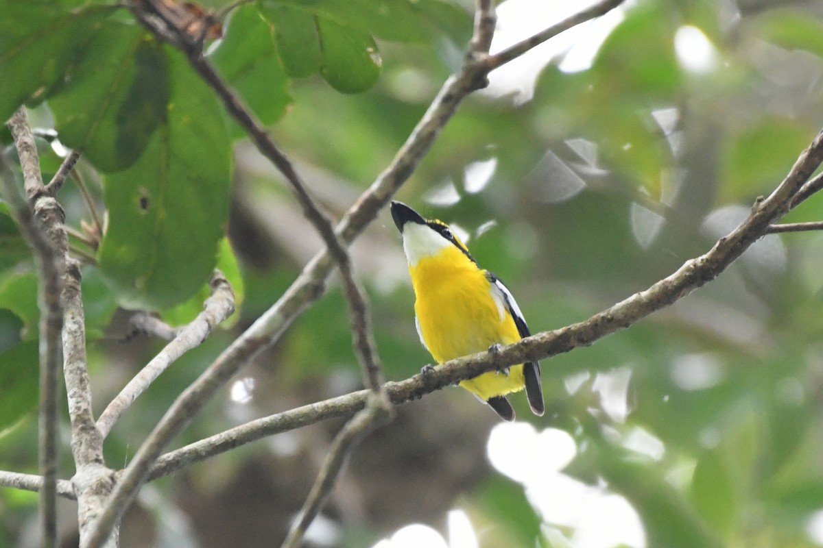 Yellow-breasted Boatbill - ML506978711