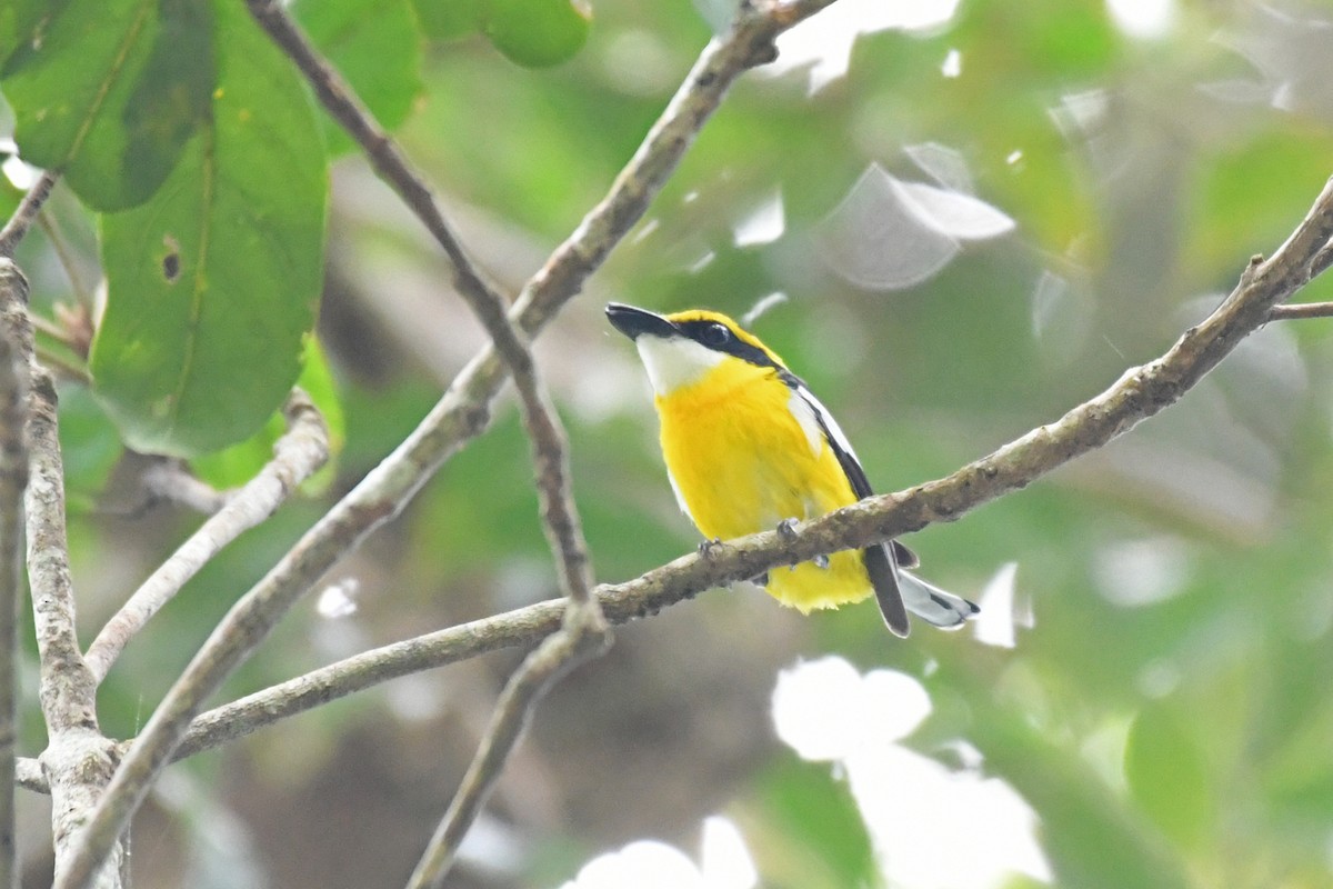 Yellow-breasted Boatbill - ML506978721