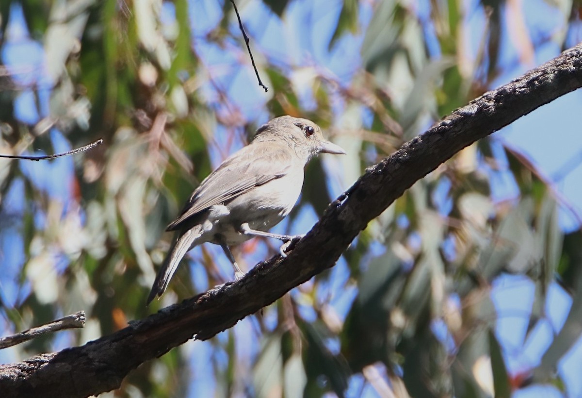 Gray Shrikethrush - ML506979321