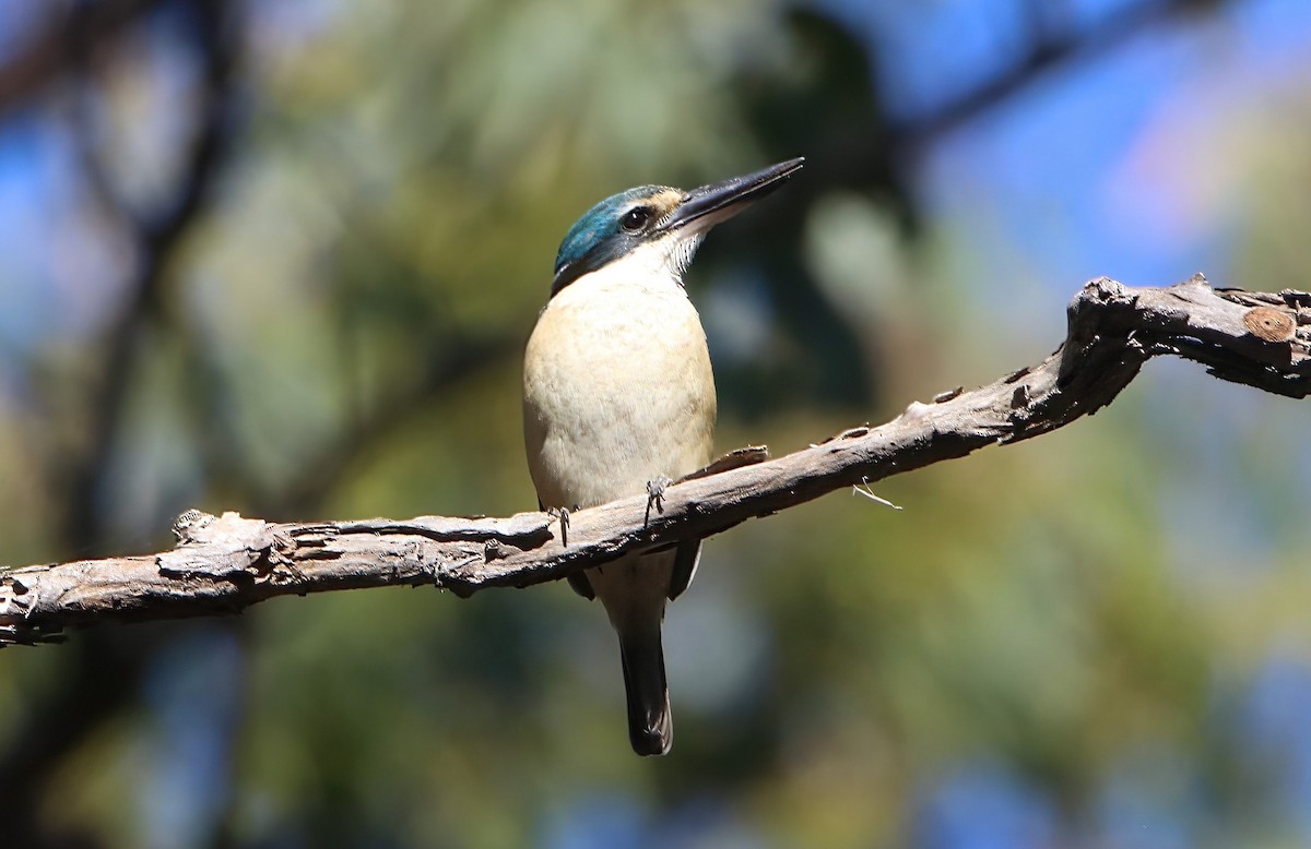 Sacred Kingfisher - ML506979791