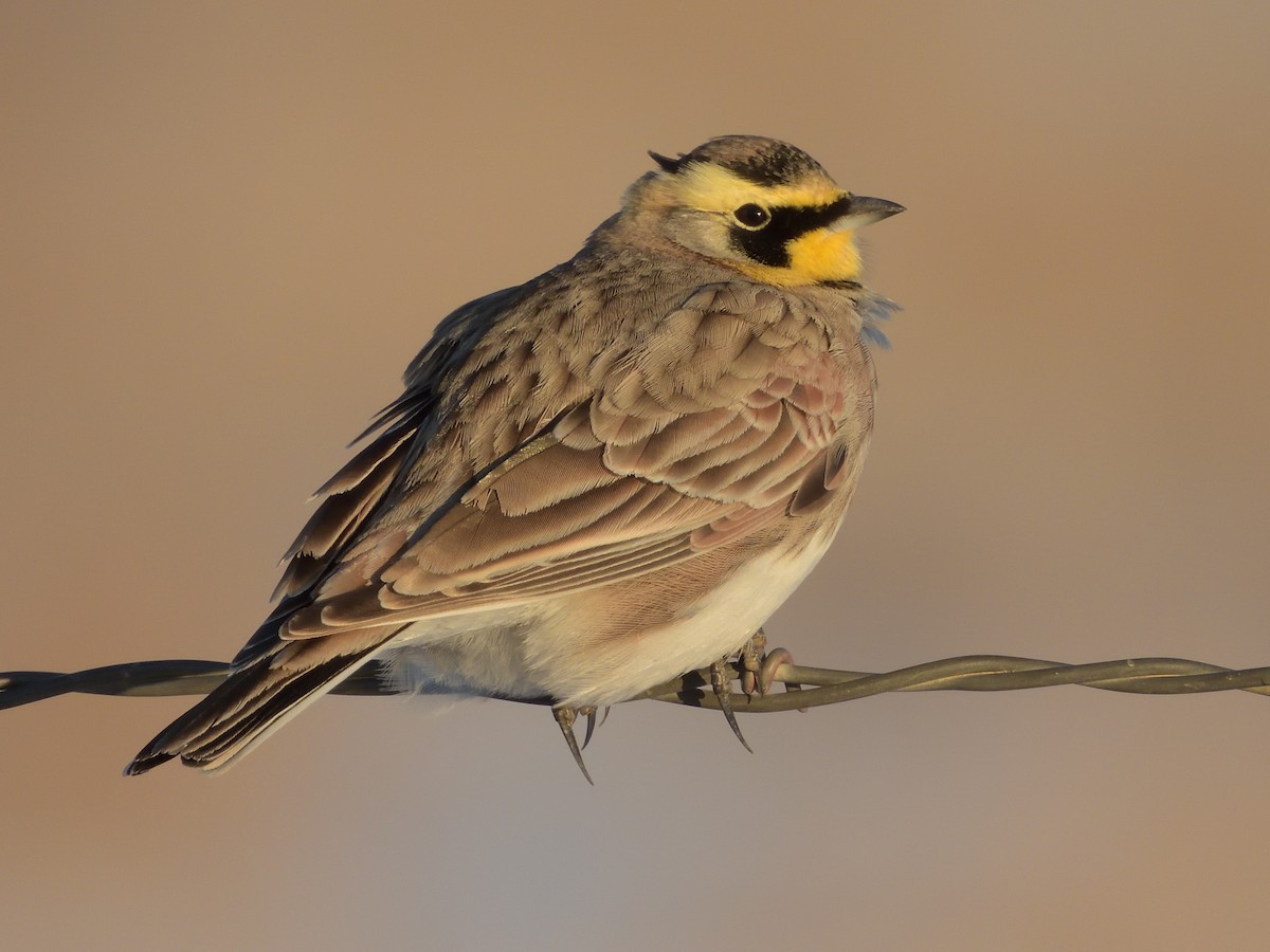 Horned Lark - ML506980101