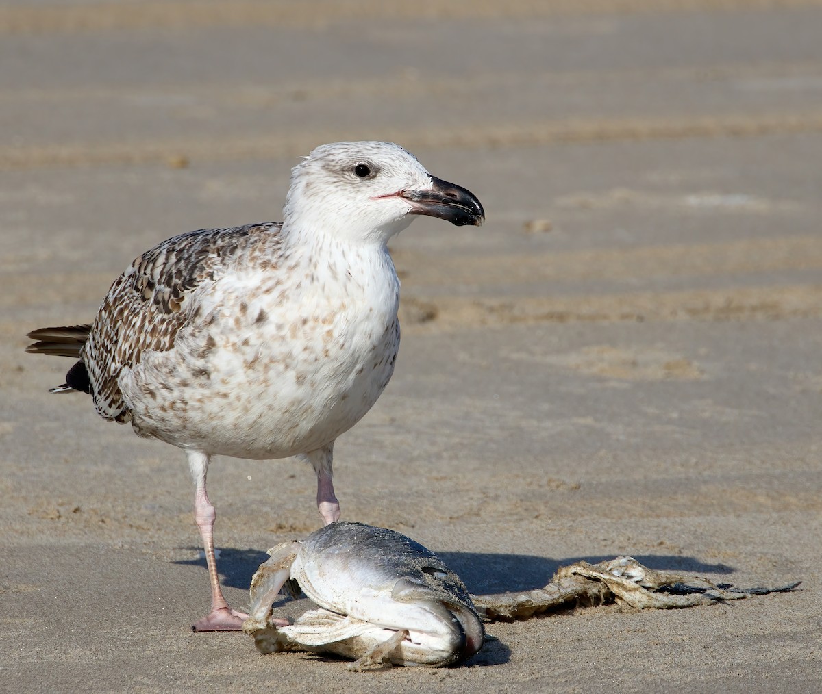 Great Black-backed Gull - ML506980321