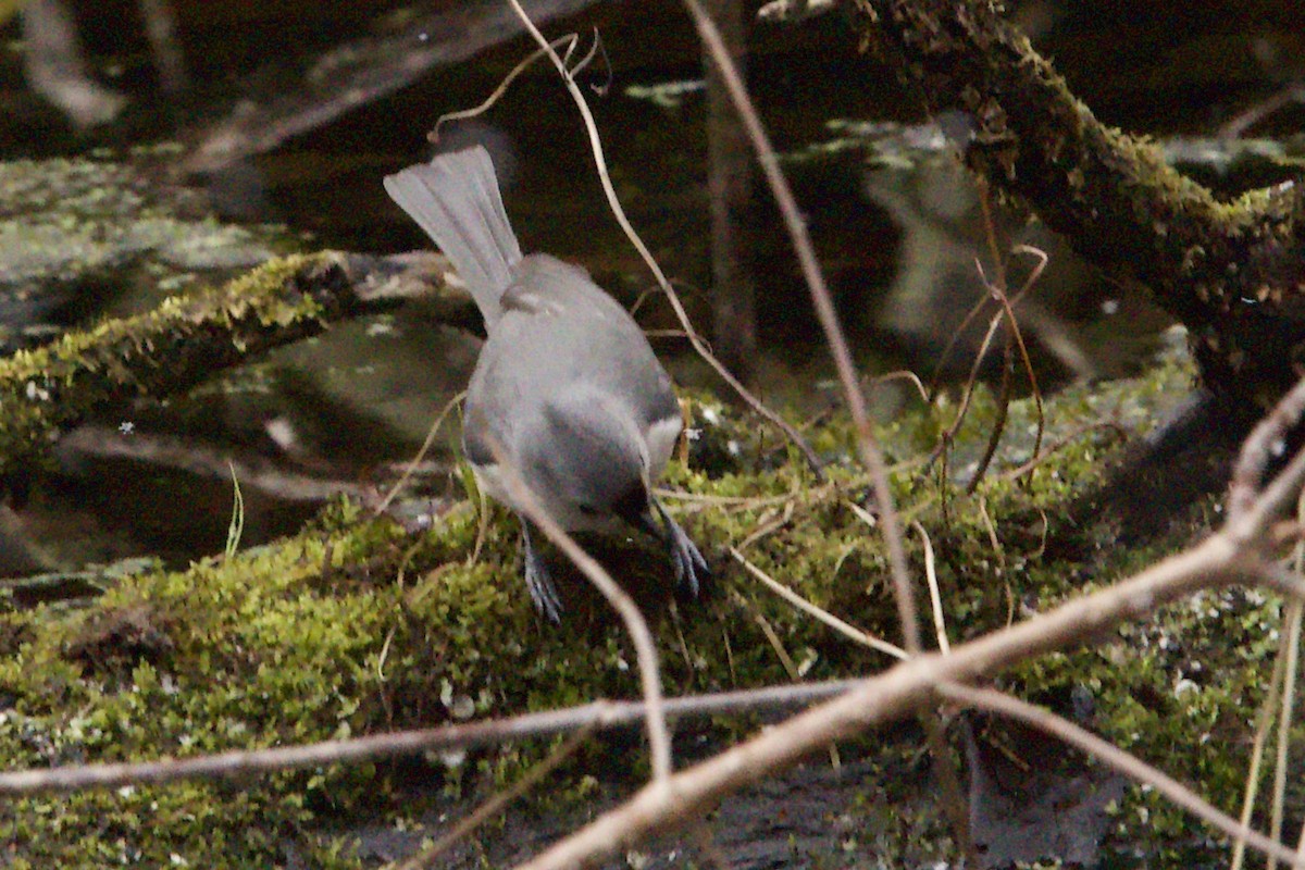 Tufted Titmouse - ML506980561