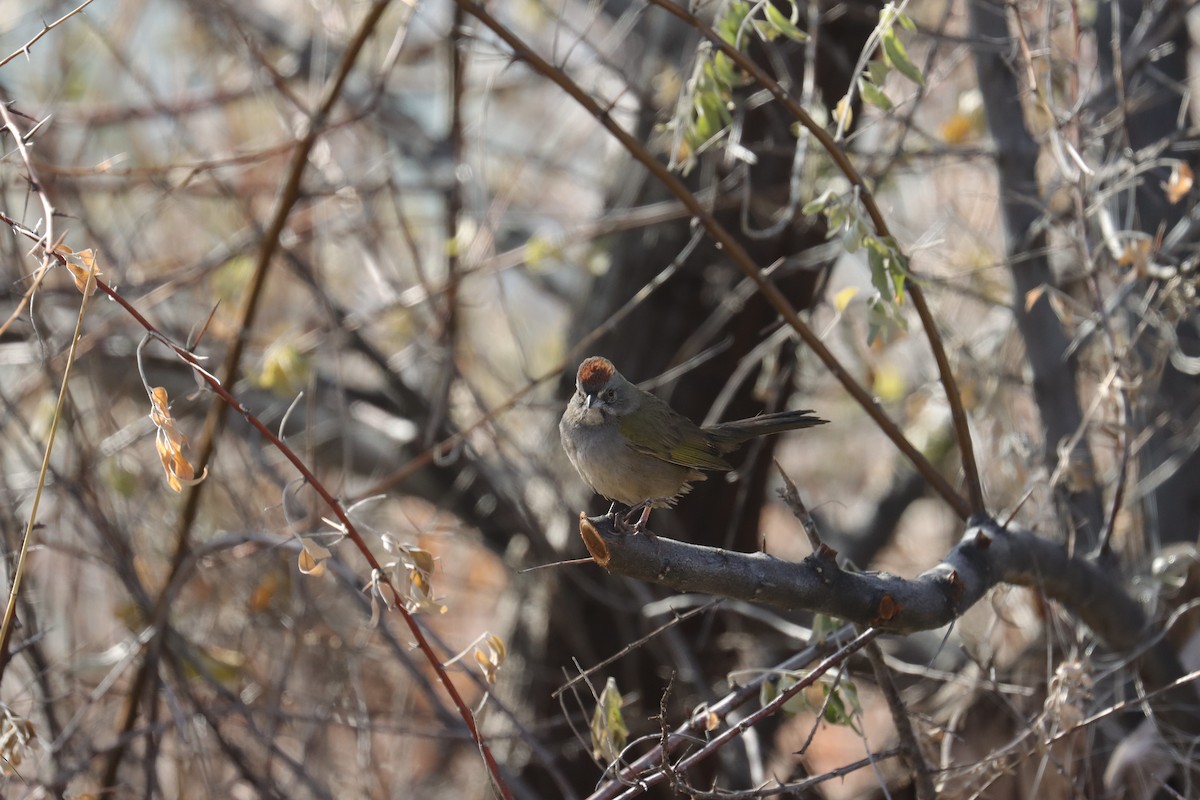 Green-tailed Towhee - ML506980911