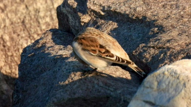 Snow Bunting - ML506981111