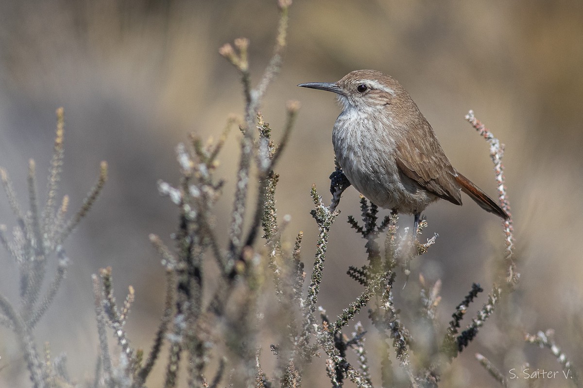 Band-tailed Earthcreeper - ML506981141