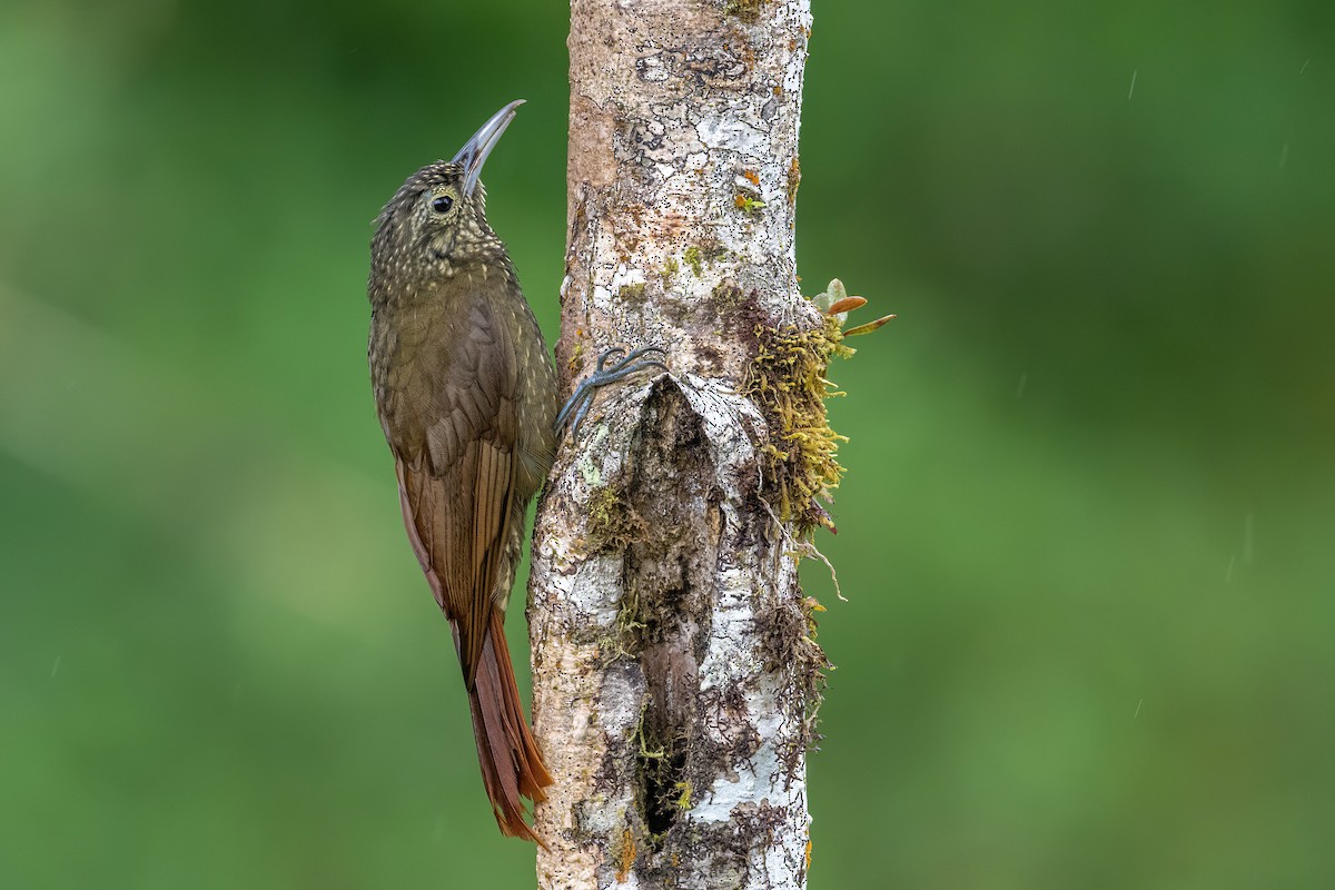 Olive-backed Woodcreeper - Jian Mei